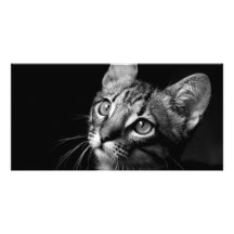Cat Face Picture Card