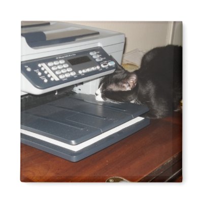 Cat Fax