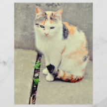 Cat Flyers