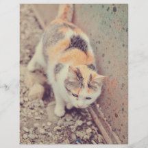Cat Flyers