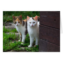 Cat Friends Adventure Cards