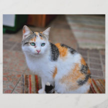 Cat Full Color Flyer