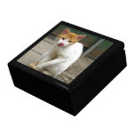 Cat gift box