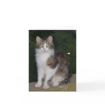 Cat Green Eyes and Firefly Cards