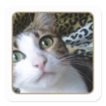 Cat Green Eyes - square sticker