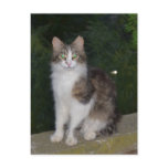 Cat Green Eyes with Firefly Post Card