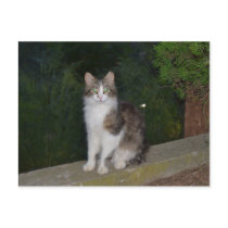 Cat Green Eyes with Firefly Post Card