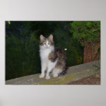 Cat Green Eyes with Firefly posters