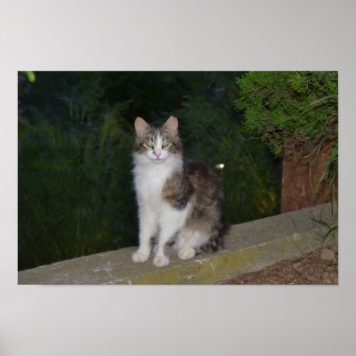 Cat Green Eyes with Firefly Poster by Cats_Dogs