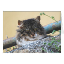 Cat Greeting Card