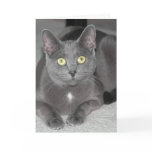 Cat Greeting Card
