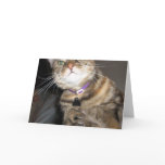 Cat Greeting Card