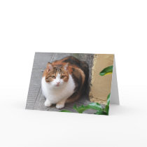 Cat Greeting Card