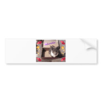 Cat in a box bumper sticker