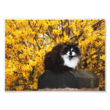 Cat in Autumn Photo