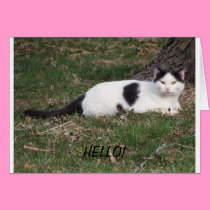 Cat In Black N White, Hello cards