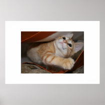 Cat in the Bag Poster
