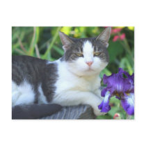 Cat in the garden postcards