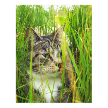 Cat in the Grass Invitation