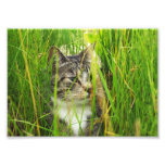 Cat in the Grass Photo