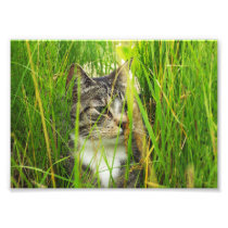 Cat in the Grass Photo