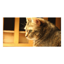 Cat in the light photo card