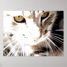 cat in the sun print