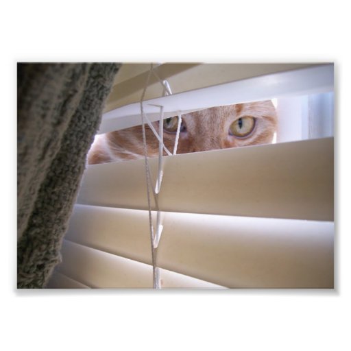 Cat in the Window Photo Art