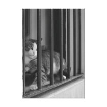 Cat in Window Stretched Canvas Print