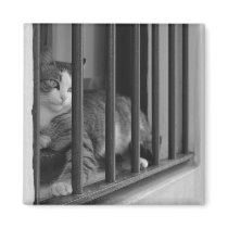 Cat in Window Fridge Magnet