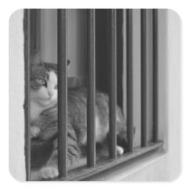Cat in Window Sticker