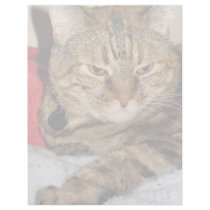 Cat Letterhead Template