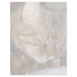 Cat Letterhead Template