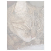 Cat Letterhead Template