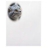Cat Letterhead
