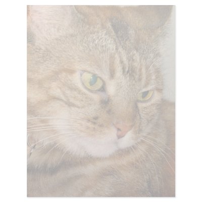 Cat Letterhead Design by DonnaGrayson_Photos