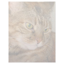 Cat Letterhead Design
