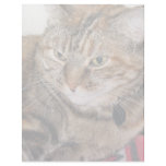 Cat Letterhead Template