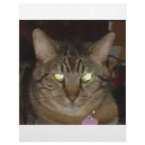 CAT LIGHTS PERSONALIZED LETTERHEAD