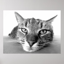 Cat look print