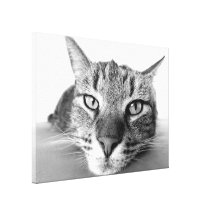 Cat look stretched canvas print