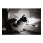 Cat looking outside art photo
