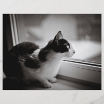 Cat looking outside flyer design