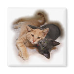 Cat Lovers Magnet