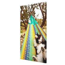 Cat lying in Mayan Mexican hammock Canvas Prints