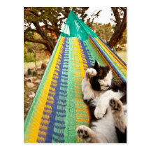 Cat lying in Mayan Mexican hammock Post Card