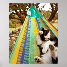 Cat lying in Mayan Mexican hammock Posters