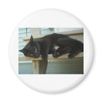 Cat Magnets