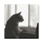 Cat Magnet #2