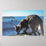 Cat marks the spot: Top of Mt. Paku New Zealand posters